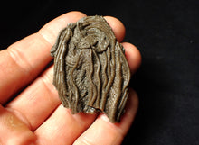 Load image into Gallery viewer, Detailed 3D crinoid head fossil (55 mm)
