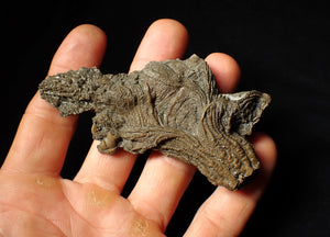 Rare highly detailed 3D crinoid head fossil (90 mm)