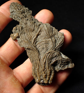 Rare highly detailed 3D crinoid head fossil (90 mm)