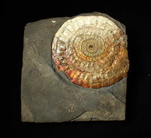 Load image into Gallery viewer, Large 100 mm orange iridescent Caloceras display ammonite fossil
