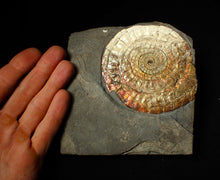 Load image into Gallery viewer, Large 100 mm orange iridescent Caloceras display ammonite fossil
