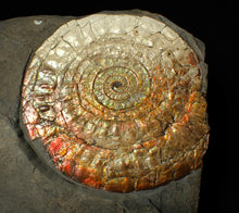 Load image into Gallery viewer, Large 100 mm orange iridescent Caloceras display ammonite fossil
