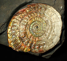 Load image into Gallery viewer, Large 100 mm orange iridescent Caloceras display ammonite fossil
