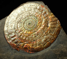 Load image into Gallery viewer, Large 100 mm orange iridescent Caloceras display ammonite fossil
