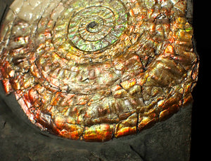 Large 100 mm orange iridescent Caloceras display ammonite fossil