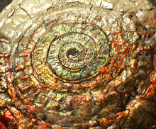 Load image into Gallery viewer, Large 100 mm orange iridescent Caloceras display ammonite fossil
