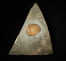 Load image into Gallery viewer, 54 mm copper iridescent Caloceras display ammonite fossil
