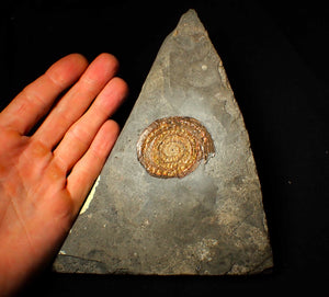 54 mm copper iridescent Caloceras display ammonite fossil