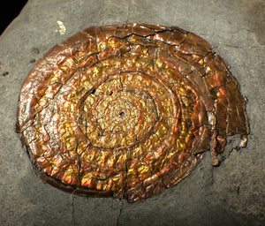 54 mm copper iridescent Caloceras display ammonite fossil