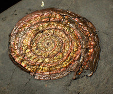 Load image into Gallery viewer, 54 mm copper iridescent Caloceras display ammonite fossil
