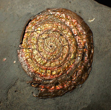 Load image into Gallery viewer, 54 mm copper iridescent Caloceras display ammonite fossil
