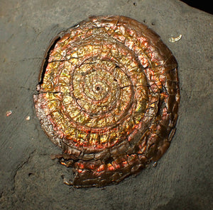 54 mm copper iridescent Caloceras display ammonite fossil