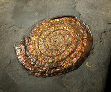 Load image into Gallery viewer, 54 mm copper iridescent Caloceras display ammonite fossil
