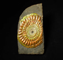 Load image into Gallery viewer, Large 82 mm rainbow iridescent Caloceras display ammonite fossil
