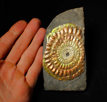 Load image into Gallery viewer, Large 82 mm rainbow iridescent Caloceras display ammonite fossil
