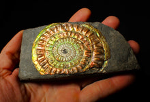 Load image into Gallery viewer, Large 82 mm rainbow iridescent Caloceras display ammonite fossil
