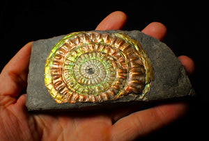 Large 82 mm rainbow iridescent Caloceras display ammonite fossil