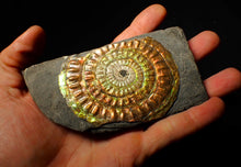 Load image into Gallery viewer, Large 82 mm rainbow iridescent Caloceras display ammonite fossil
