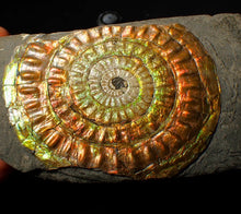 Load image into Gallery viewer, Large 82 mm rainbow iridescent Caloceras display ammonite fossil
