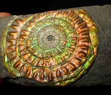 Load image into Gallery viewer, Large 82 mm rainbow iridescent Caloceras display ammonite fossil
