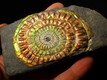 Load image into Gallery viewer, Large 82 mm rainbow iridescent Caloceras display ammonite fossil
