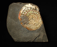 Load image into Gallery viewer, 72 mm iridescent Caloceras display ammonite fossil with encrusting bivalve
