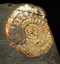 Load image into Gallery viewer, 72 mm iridescent Caloceras display ammonite fossil with encrusting bivalve
