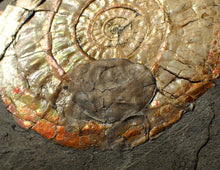 Load image into Gallery viewer, 72 mm iridescent Caloceras display ammonite fossil with encrusting bivalve
