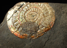 Load image into Gallery viewer, 72 mm iridescent Caloceras display ammonite fossil with encrusting bivalve
