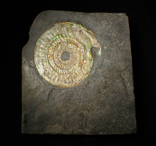 Load image into Gallery viewer, Large 85 mm pearlescent/iridescent Caloceras display ammonite fossil
