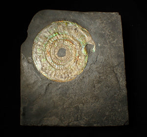 Large 85 mm pearlescent/iridescent Caloceras display ammonite fossil