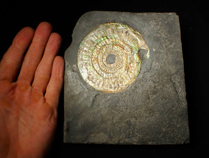 Large 85 mm pearlescent/iridescent Caloceras display ammonite fossil