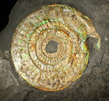 Load image into Gallery viewer, Large 85 mm pearlescent/iridescent Caloceras display ammonite fossil
