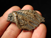 Load image into Gallery viewer, Detailed 3D crinoid head fossil (51 mm)
