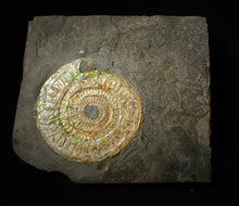 Load image into Gallery viewer, Large 85 mm pearlescent/iridescent Caloceras display ammonite fossil
