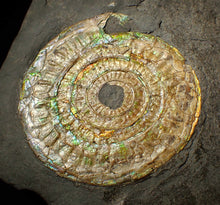 Load image into Gallery viewer, Large 85 mm pearlescent/iridescent Caloceras display ammonite fossil
