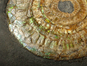 Large 85 mm pearlescent/iridescent Caloceras display ammonite fossil