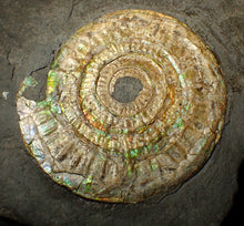 Load image into Gallery viewer, Large 85 mm pearlescent/iridescent Caloceras display ammonite fossil
