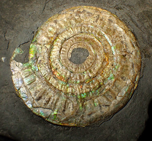 Large 85 mm pearlescent/iridescent Caloceras display ammonite fossil