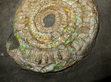 Load image into Gallery viewer, Large 85 mm pearlescent/iridescent Caloceras display ammonite fossil
