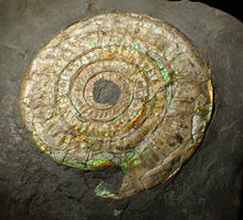 Load image into Gallery viewer, Large 85 mm pearlescent/iridescent Caloceras display ammonite fossil
