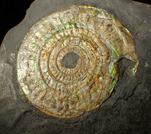 Load image into Gallery viewer, Large 85 mm pearlescent/iridescent Caloceras display ammonite fossil
