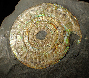 Large 85 mm pearlescent/iridescent Caloceras display ammonite fossil