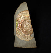 Load image into Gallery viewer, Large 86 mm pearlescent/iridescent Caloceras display ammonite fossil
