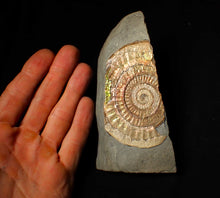 Load image into Gallery viewer, Large 86 mm pearlescent/iridescent Caloceras display ammonite fossil
