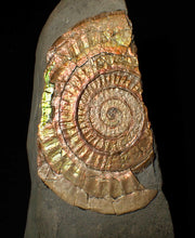 Load image into Gallery viewer, Large 86 mm pearlescent/iridescent Caloceras display ammonite fossil
