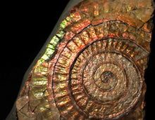 Load image into Gallery viewer, Large 86 mm pearlescent/iridescent Caloceras display ammonite fossil
