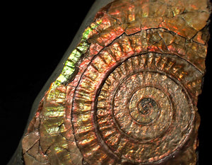 Large 86 mm pearlescent/iridescent Caloceras display ammonite fossil