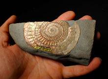 Load image into Gallery viewer, Large 86 mm pearlescent/iridescent Caloceras display ammonite fossil
