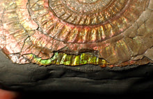 Load image into Gallery viewer, Large 86 mm pearlescent/iridescent Caloceras display ammonite fossil
